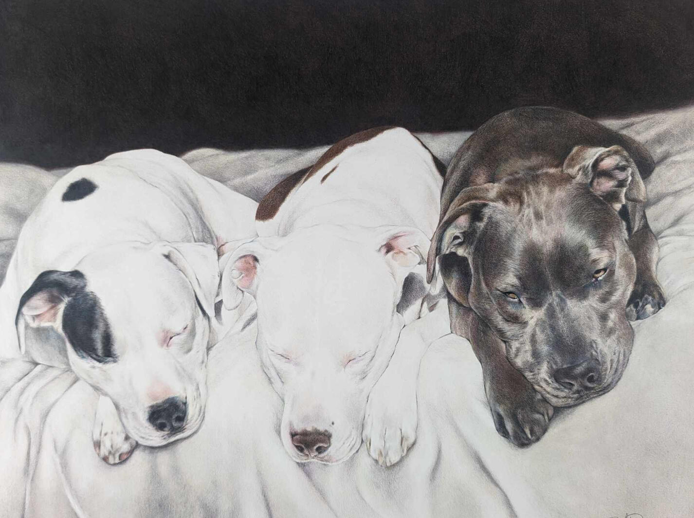 3 Pit Pups