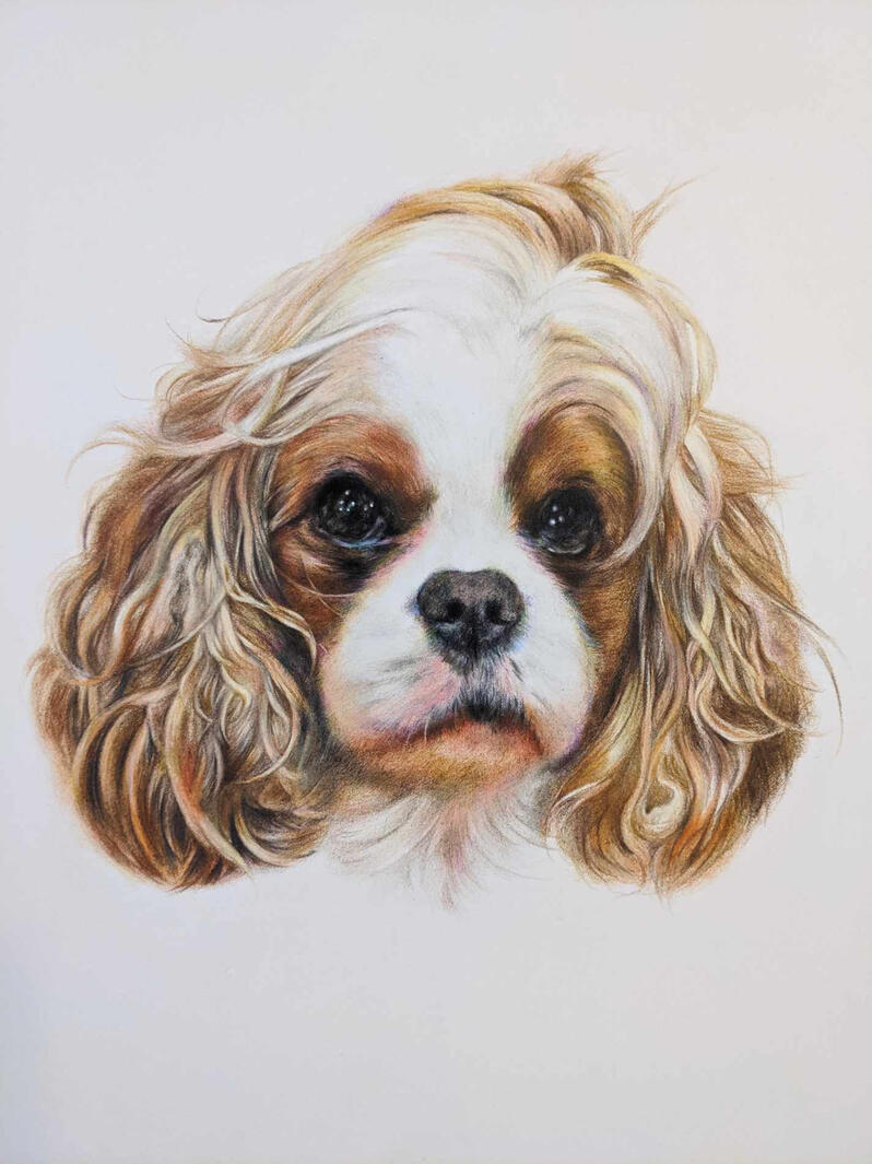 King Charles Cavalier